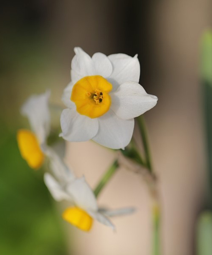 수선화
